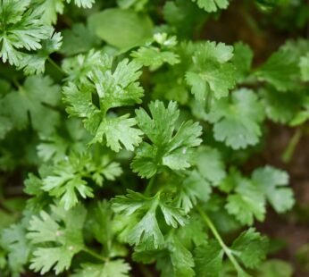 Celery (100 g)