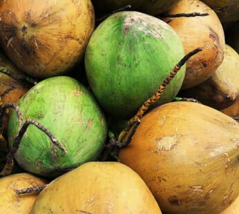 Coconut (per piece)