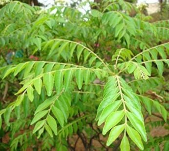 Curry Leaves (100 g)