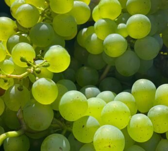 Grapes (500 g)