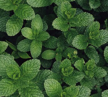 Mint (100 g)