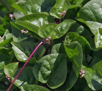Radish Leaves (250 g)